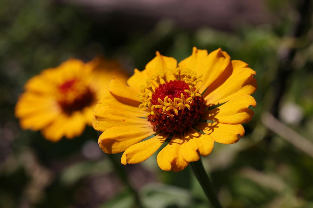 Love The Everglades Movement Presents: Native Plants & Art at The Underline