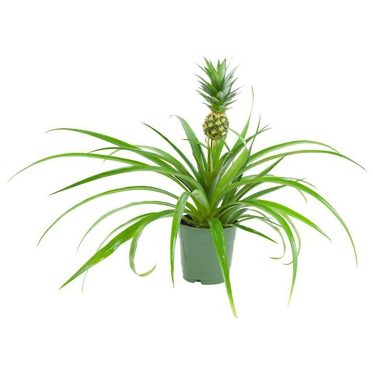 Planting Pineapple Class