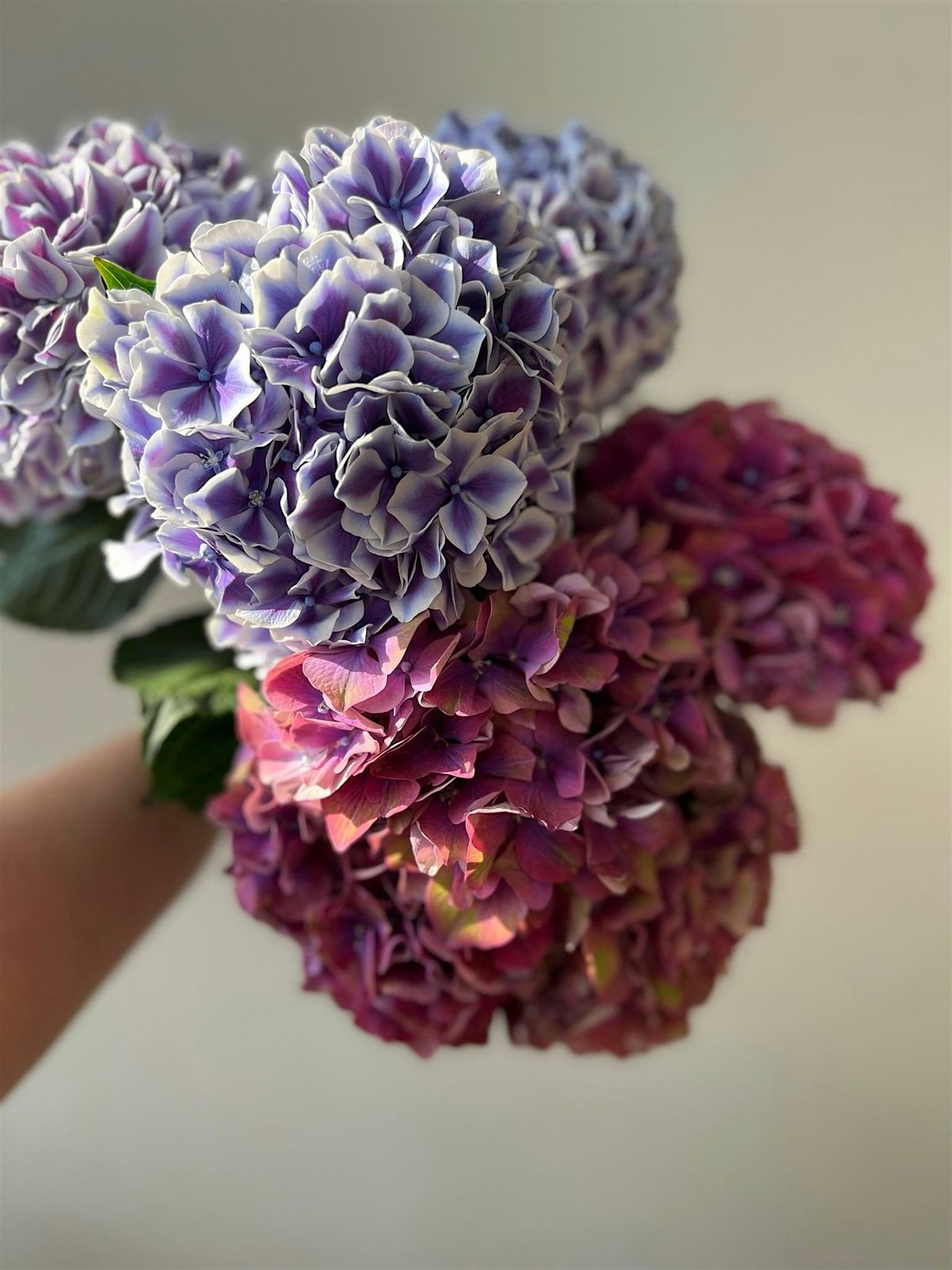 IN STUDIO - Heavenly Hydrangea