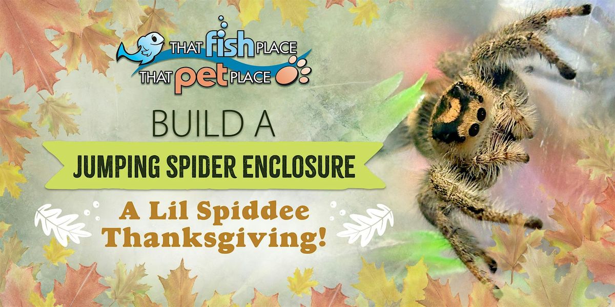 Build a Jumping Spider Enclosure- A Lil Spiddee Thanksgiving!