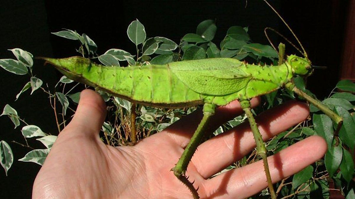 Malaysian Jungle Nymph Pinning Class