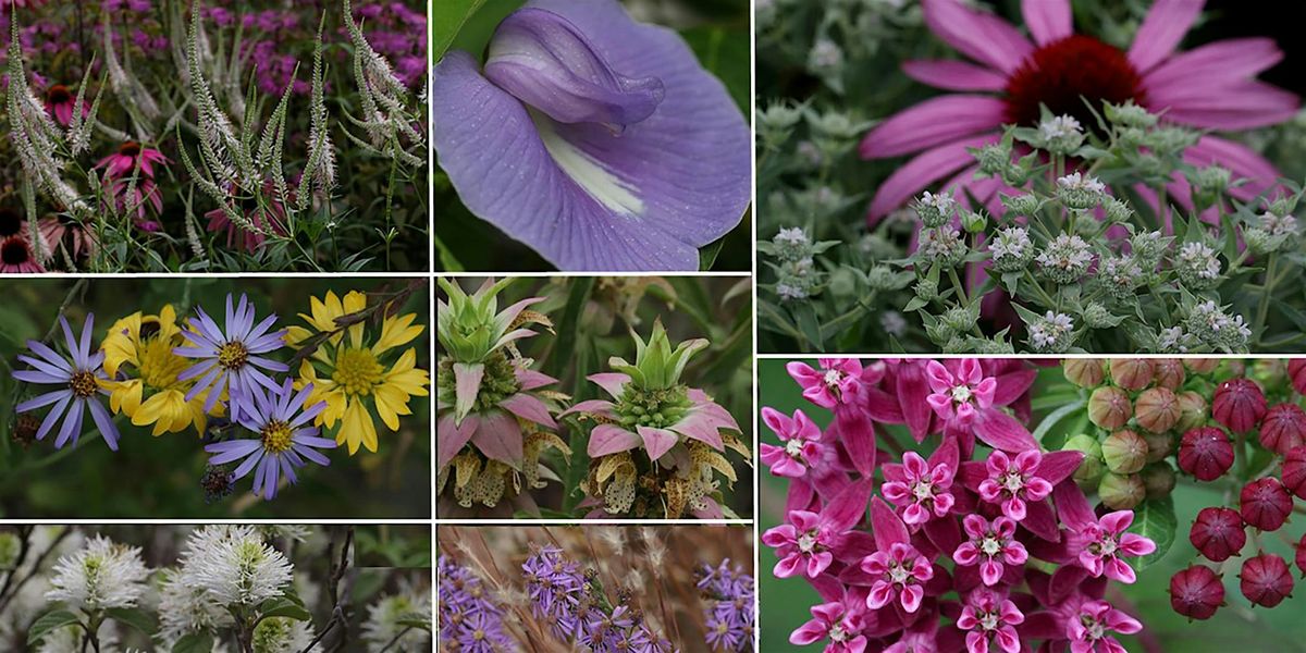 Landscaping for Pollinators Workshop & Native Plant Sale