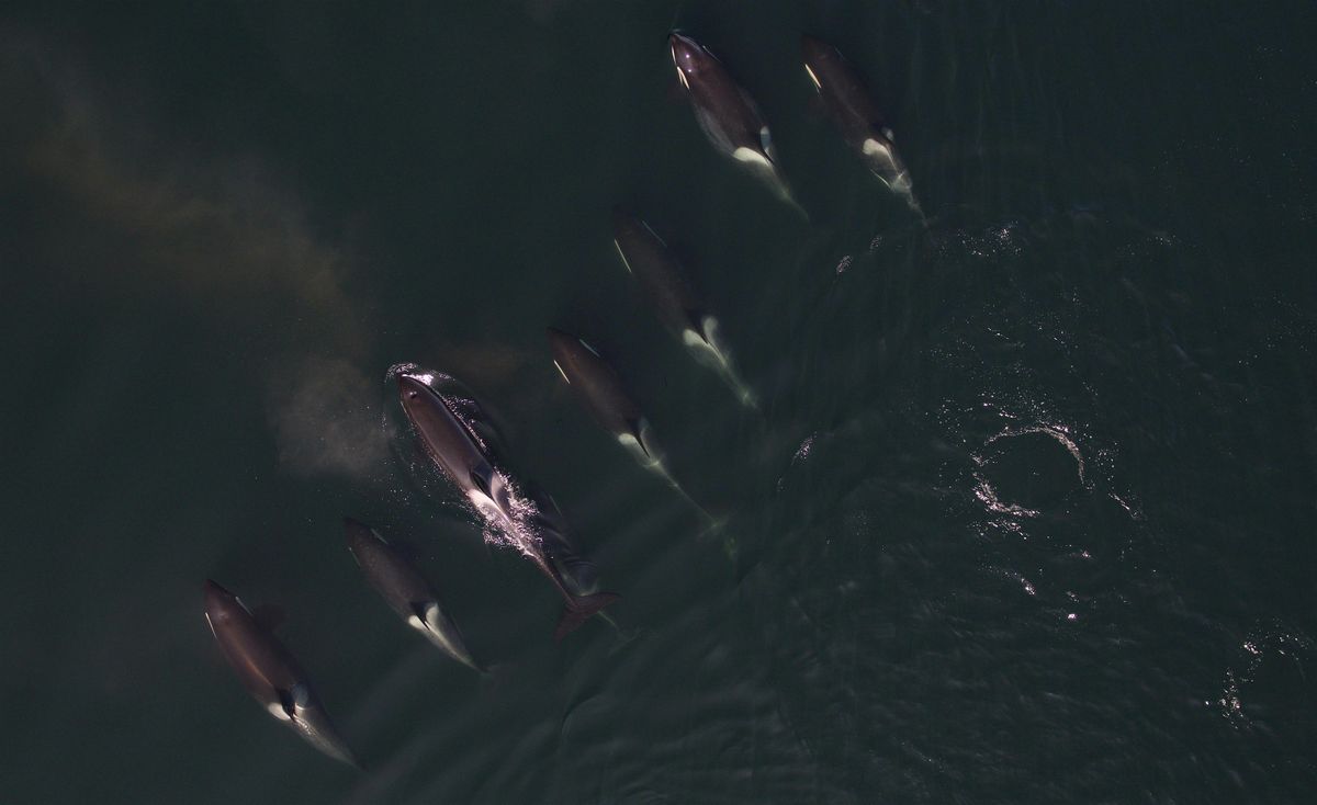 Raincoast Ocean Science Awards 2025