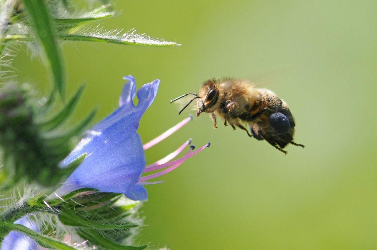 Responsible Beginners' Beekeeping