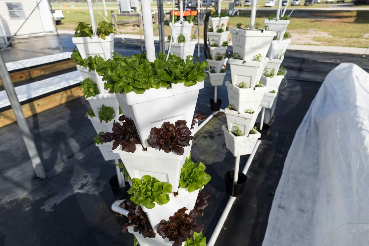Aeroponics and Hydroponic Vegetable Gardening