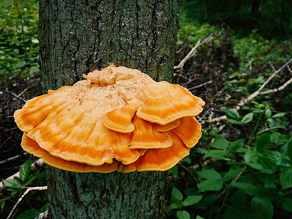 Fall Mushroom Foray with Sam Feld