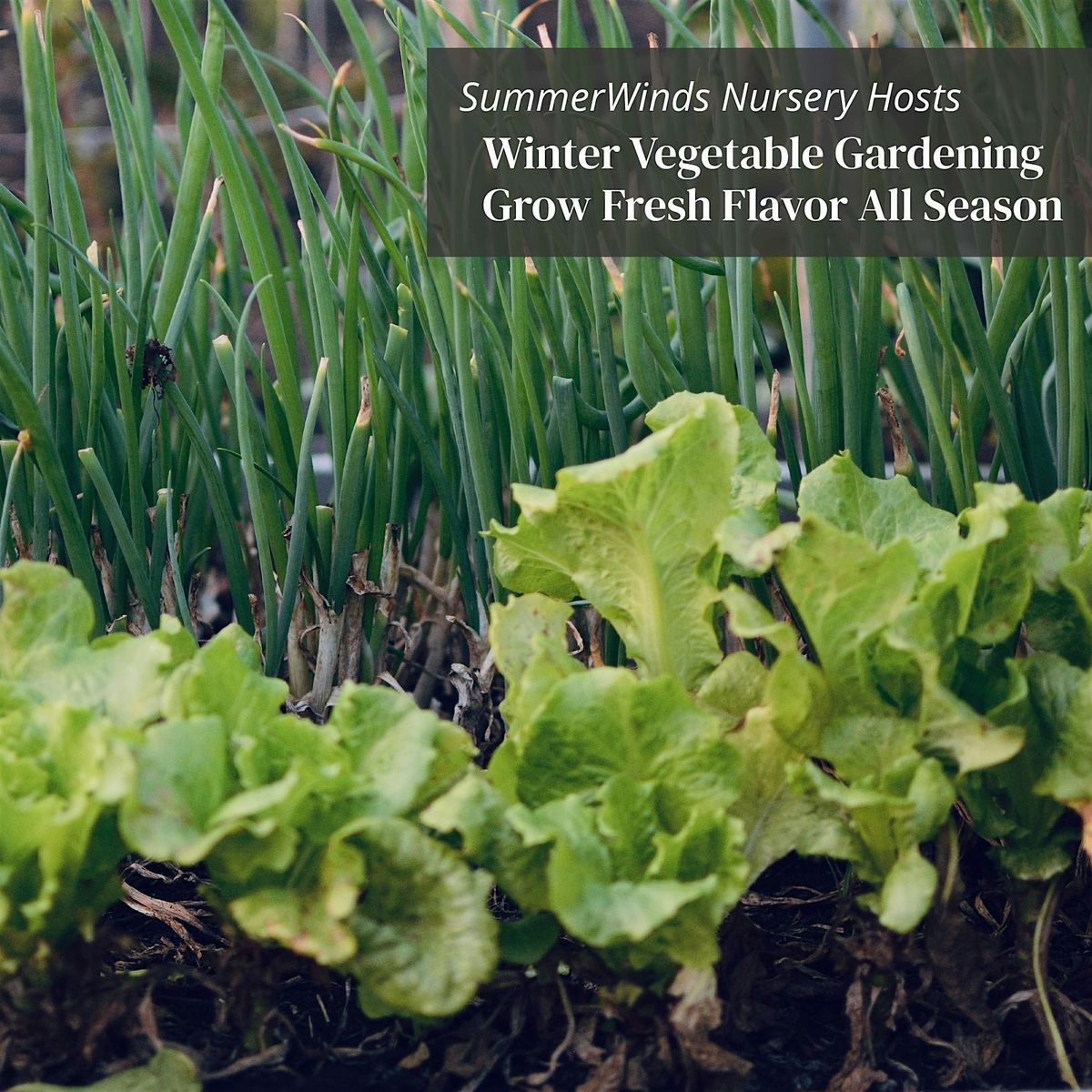 Winter Vegetable Gardening: Grow Fresh Flavor All Season - Palo Alto