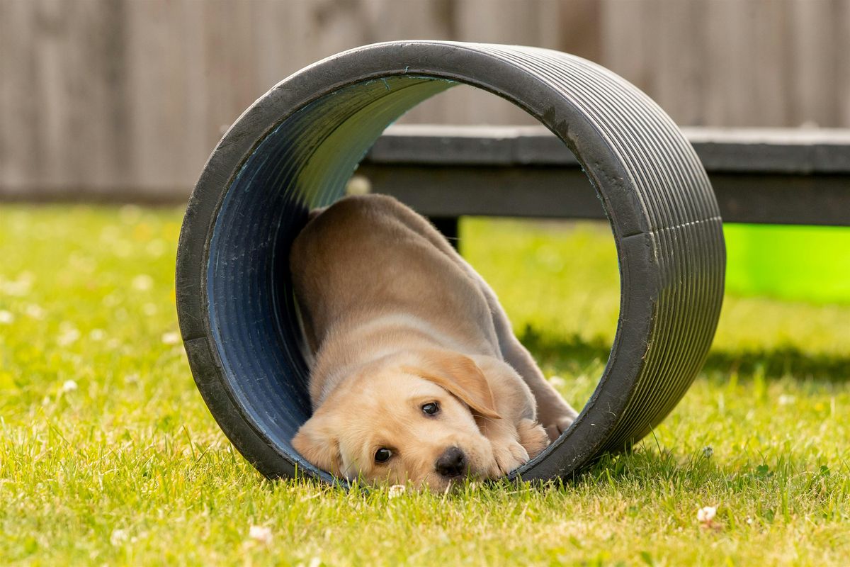 Guide Dogs - Classic Experience - National Centre (2025)