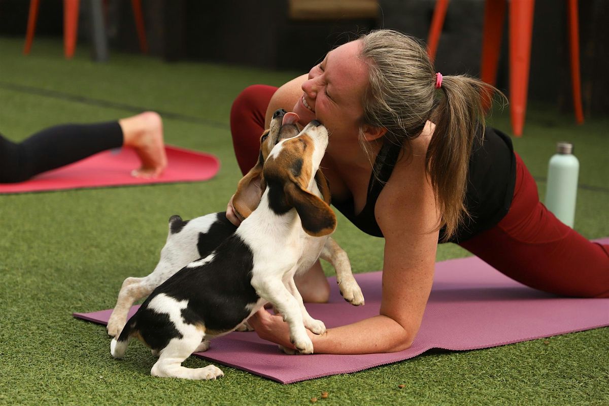 Rescue Puppy Yoga - ViewHouse Ballpark