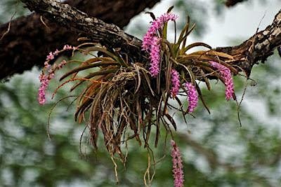 Nature Coast Orchid Society November Meeting