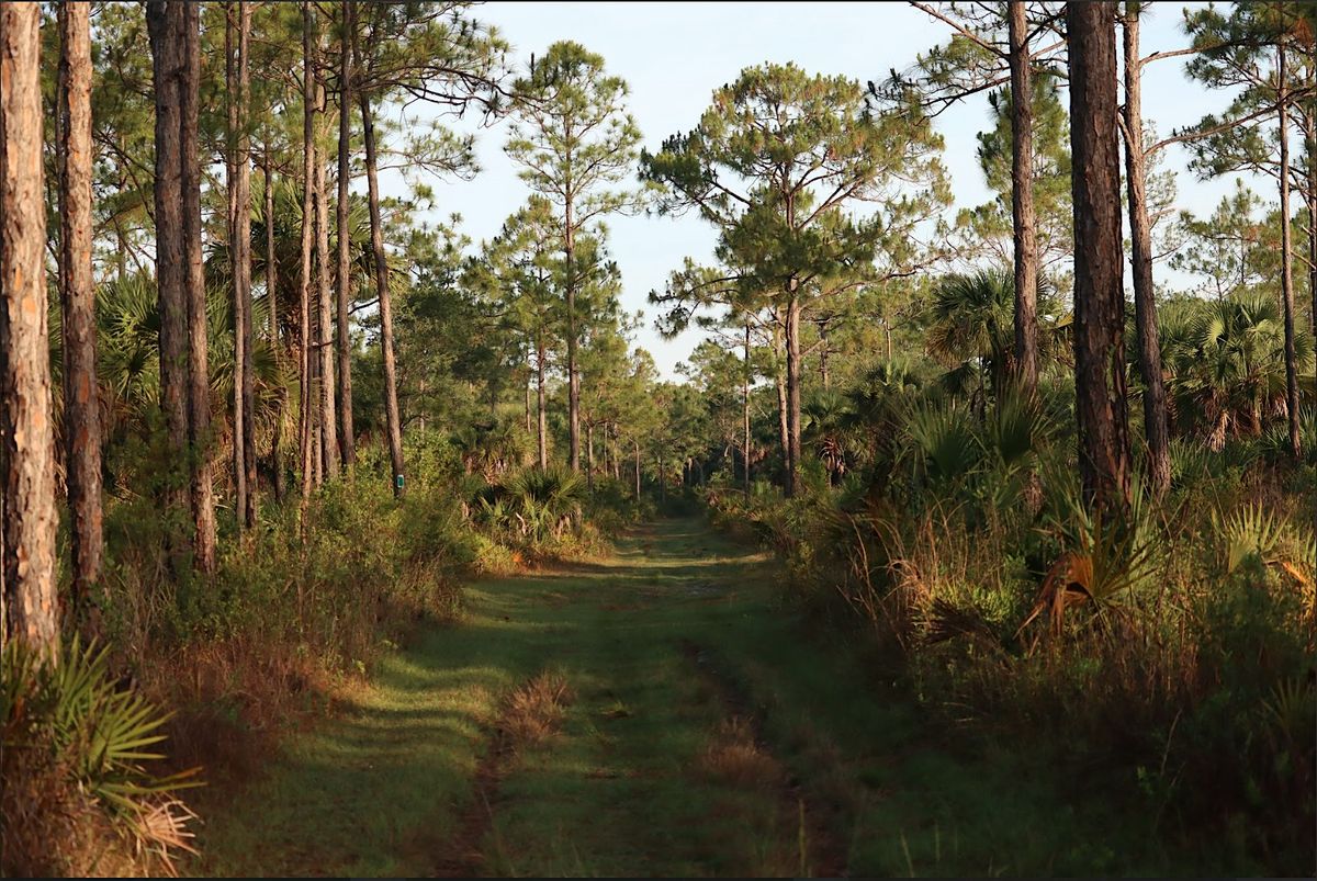 Guided Walk: CREW Cypress Dome Trails (White Trail)