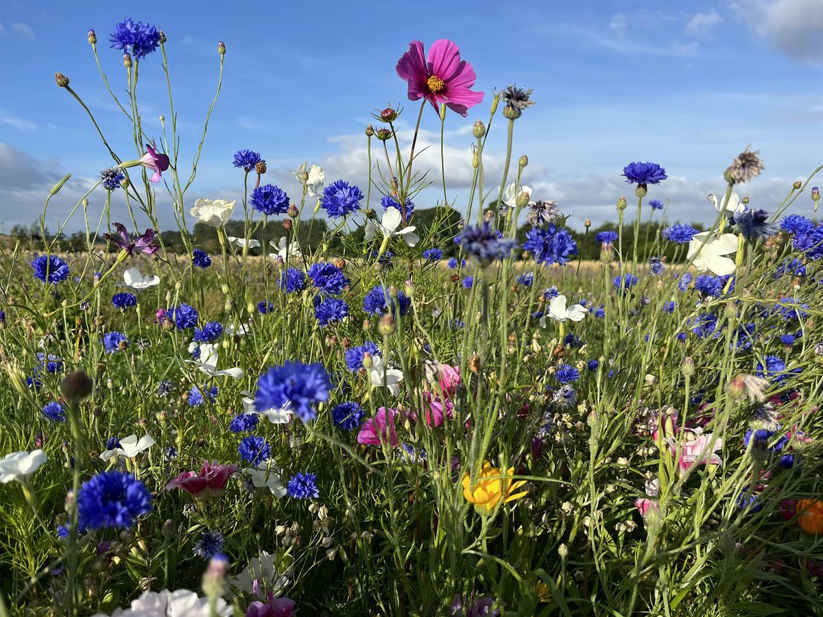 Cliftonhill Flower Patch - Pick Your Own Flowers in the Pop Up Flower Patch
