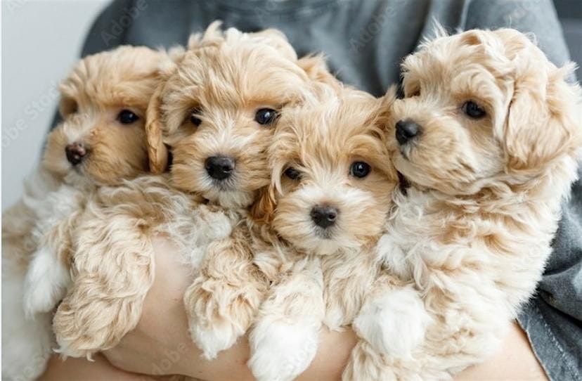 Oakville & Mississauga\u2019s #1 Kid Friendly Puppy Yoga - Poodle Puppies