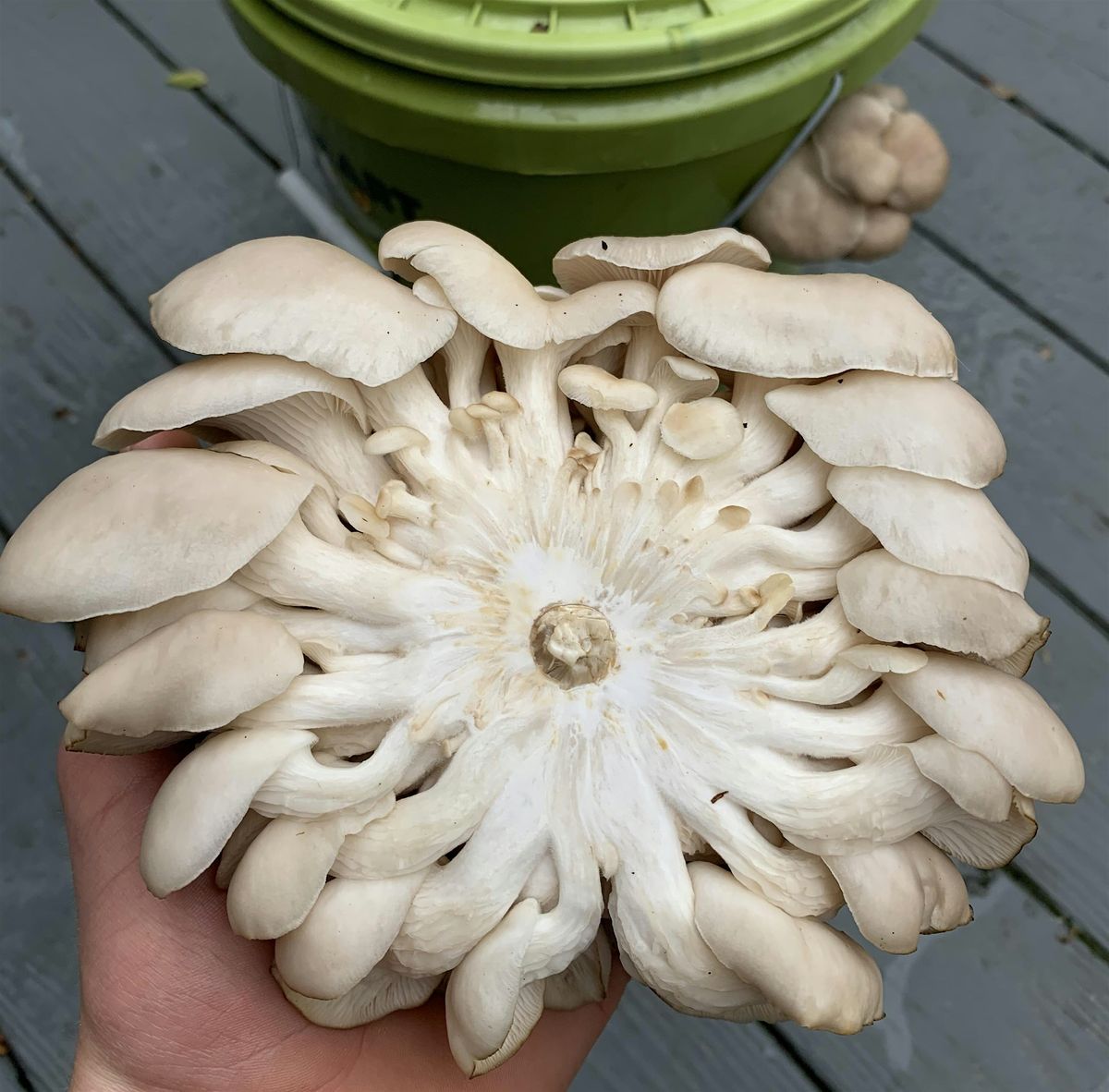 Oyster Mushroom Cultivation 101