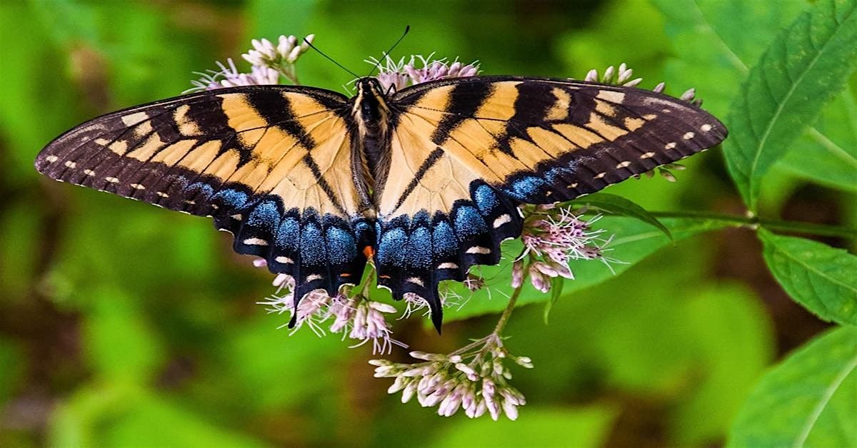 A Tidewater Butterfly Primer