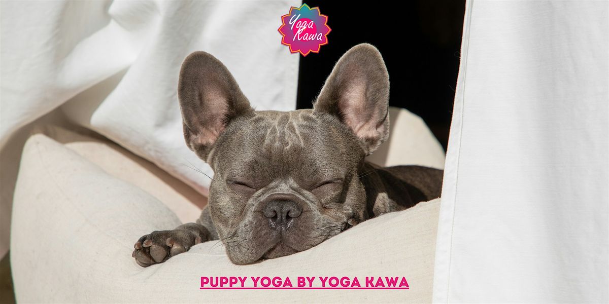 Puppy Yoga by Yoga Kawa Vaughan Frenchies