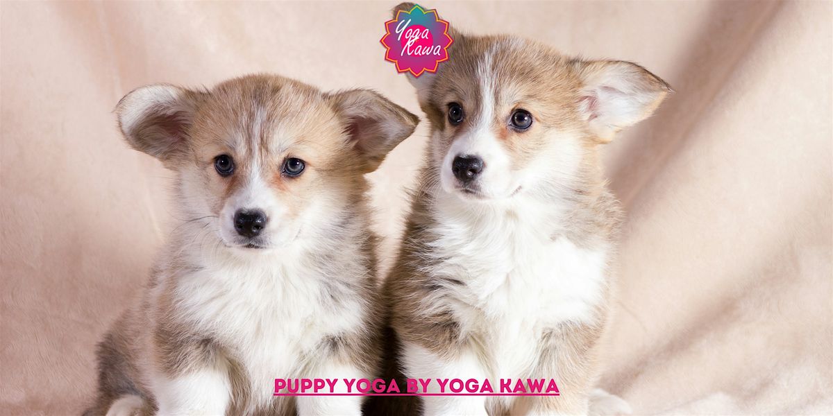 Puppy Yoga by Yoga Kawa Toronto Corgi