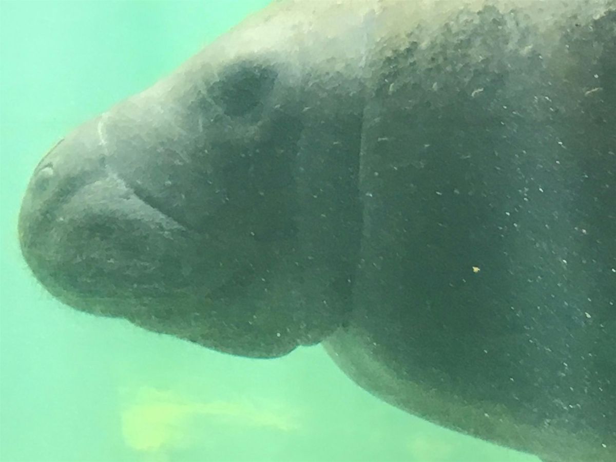 Sanctuary Story Time & Eco-Art: Manatees!