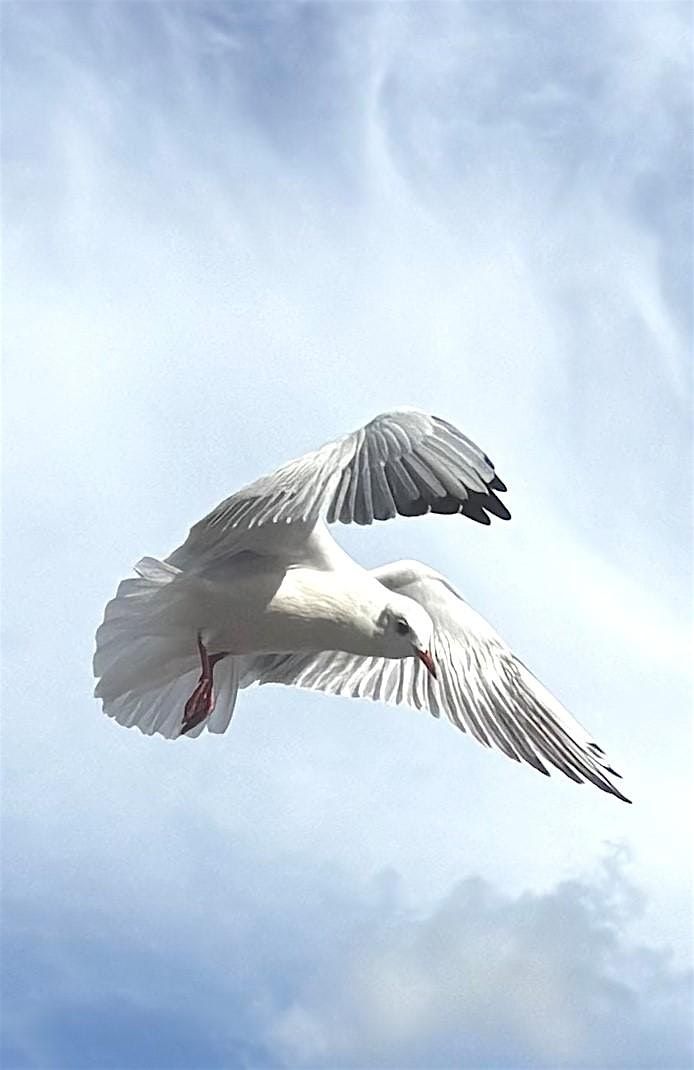 Photography - Beginning Your Wildlife Journey