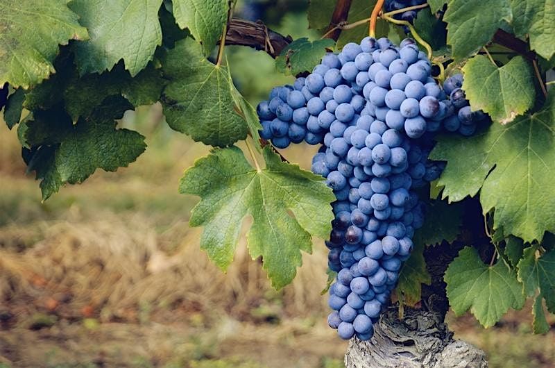 Discover Nebbiolo: Italy and Beyond