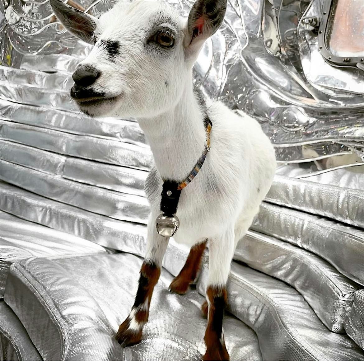 Goat Snuggling @Spring Hill Vineyard Harvest Festival at Spring Hill ...