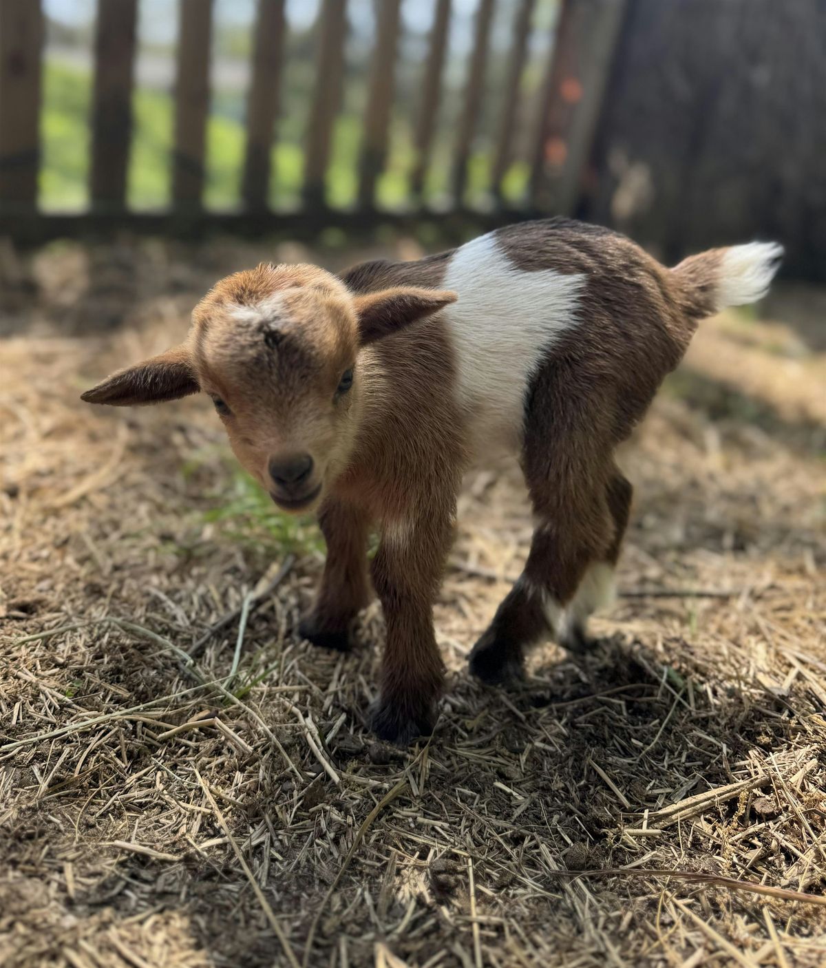 Goat Yoga Nashville- Sensational September