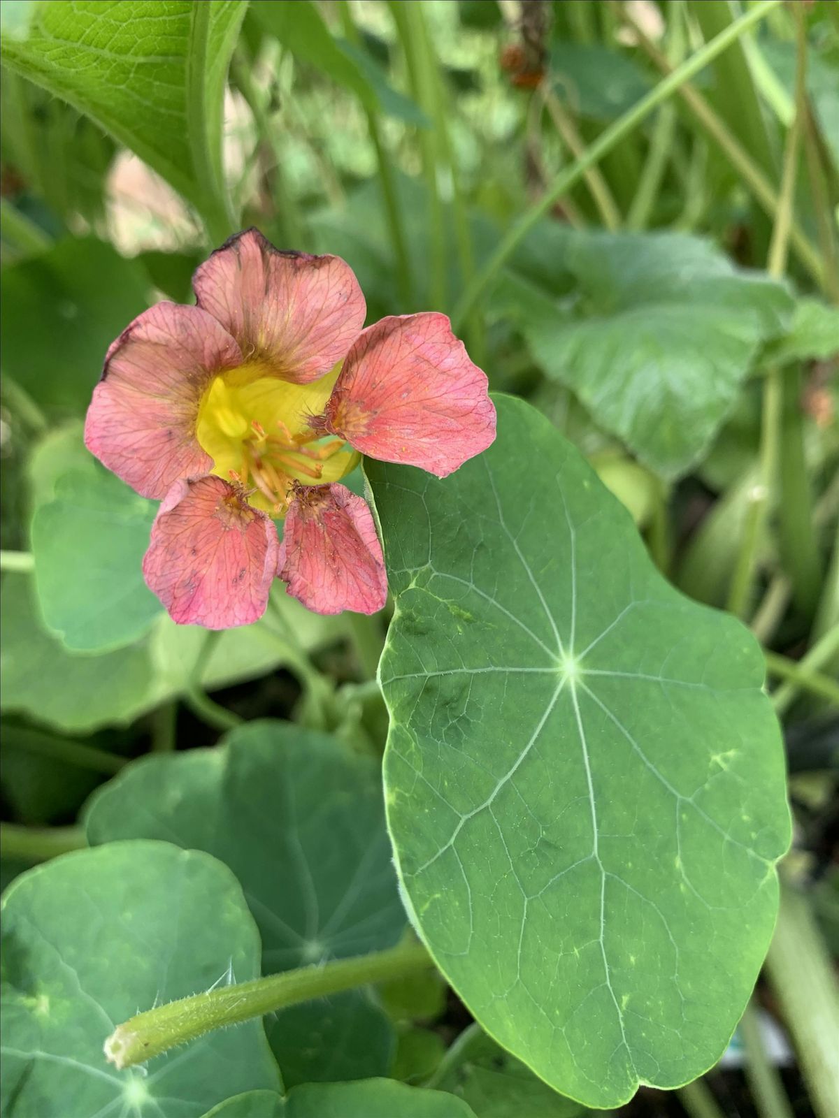 Community Gardening at Newington Green, Islington