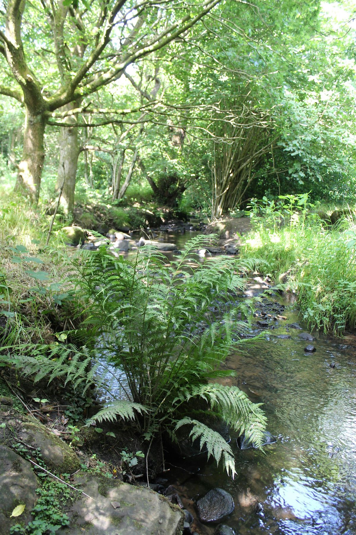 Discover Bradford's Becks: Pitty Beck and Clayton