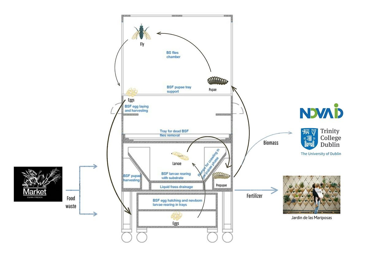 La magia de la mosca soldado negro - de residuo a tesoro