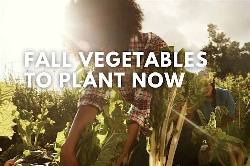 Fall Vegetables to Plant Now
