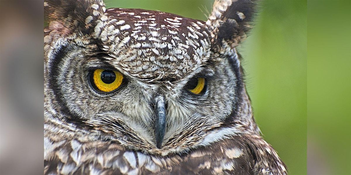 Owl Medicine: An Evening of Shamanic Breathwork