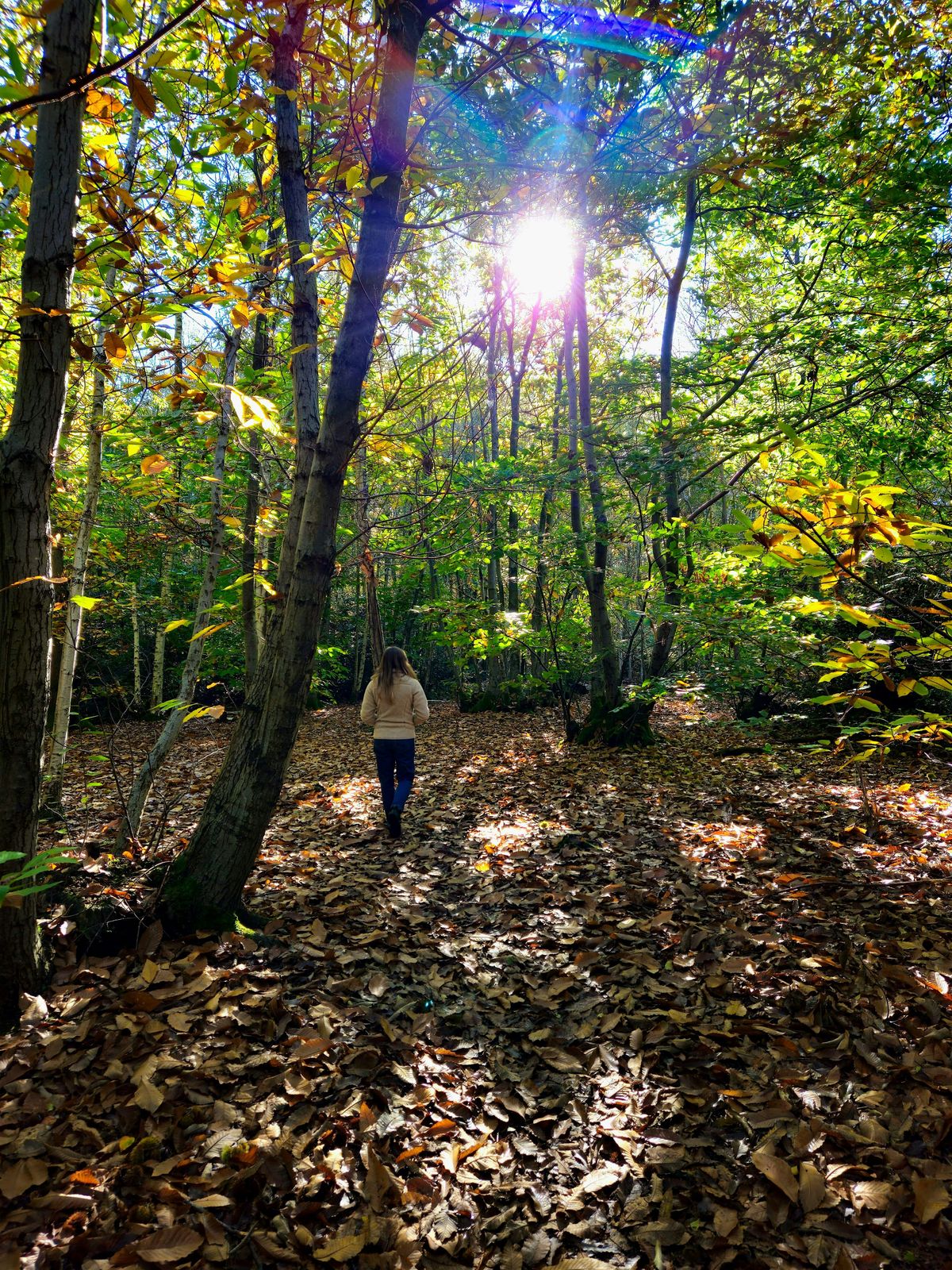 Walking Meditation, Forest Bathing + Outside Yoga - Highwoods, Colchester