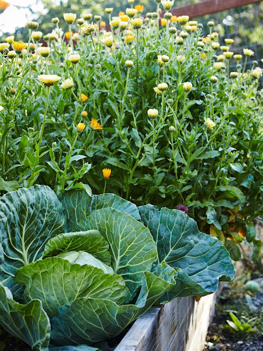 The Fall and Winter Garden