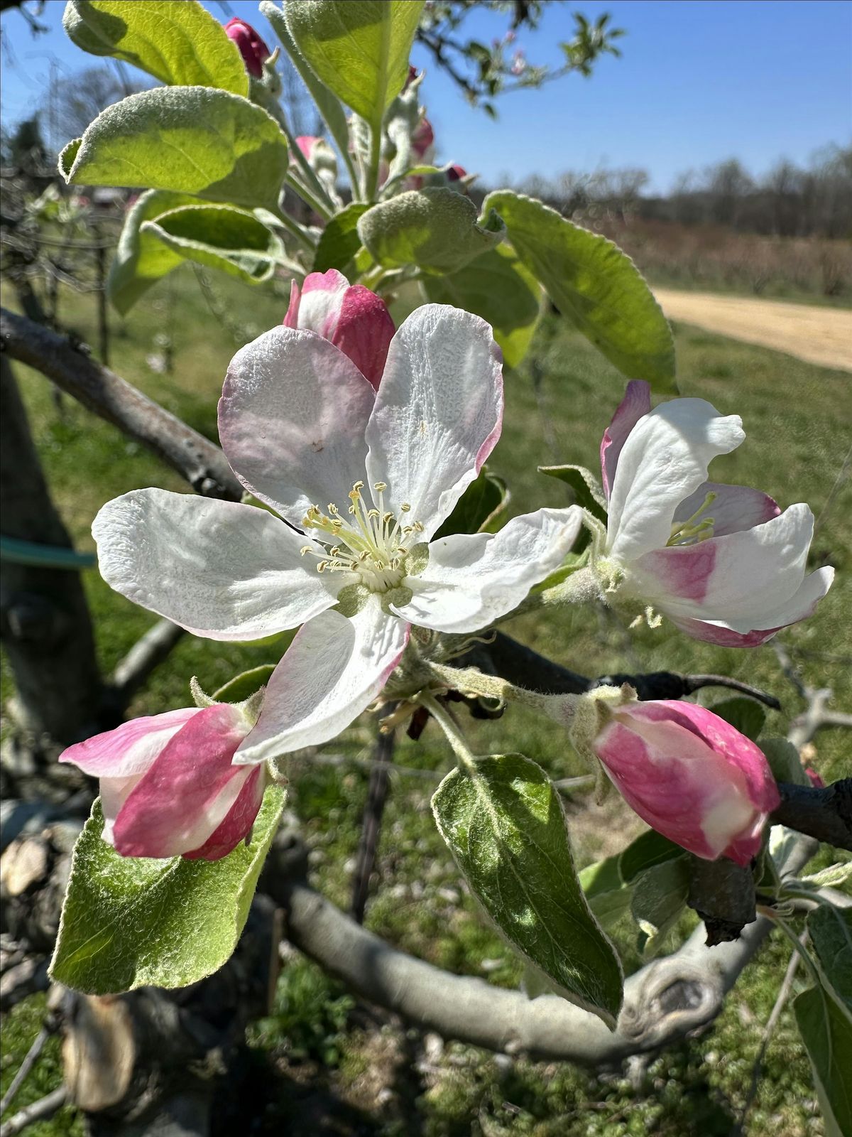 Grafting Apple Trees - Randolph County Ag Center