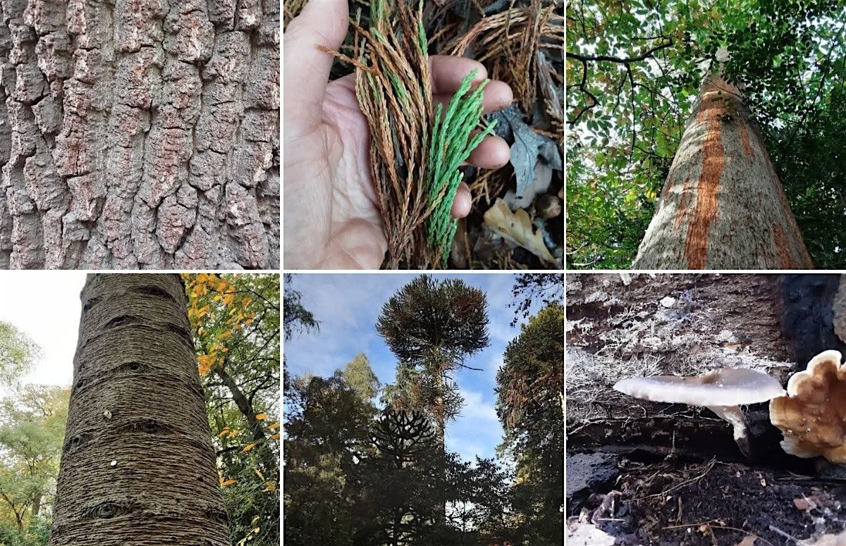 Winter Tree ID & Pub Quiz (Family Friendly)