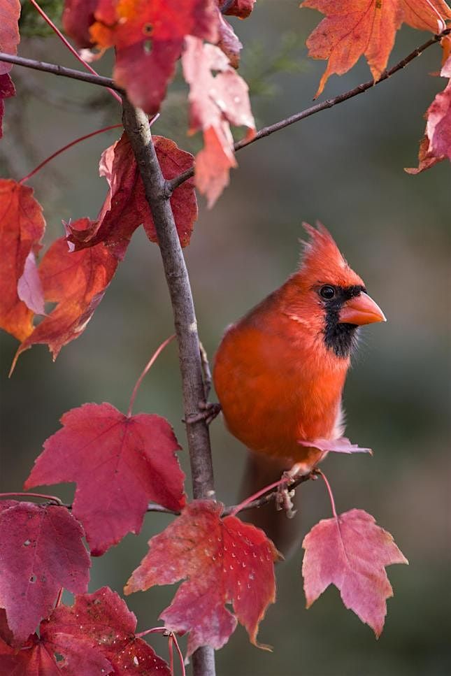 Prepping Your Yard for Fall: Creating a Fall Habitat