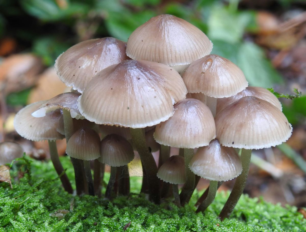 Langdon Fungi Talk & Walk