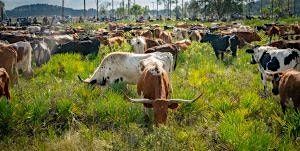Great Florida Cattle Drive End of the Trail & Heritage Day