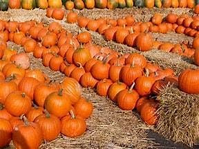 Christ Lutheran Church Pumpkin Patch