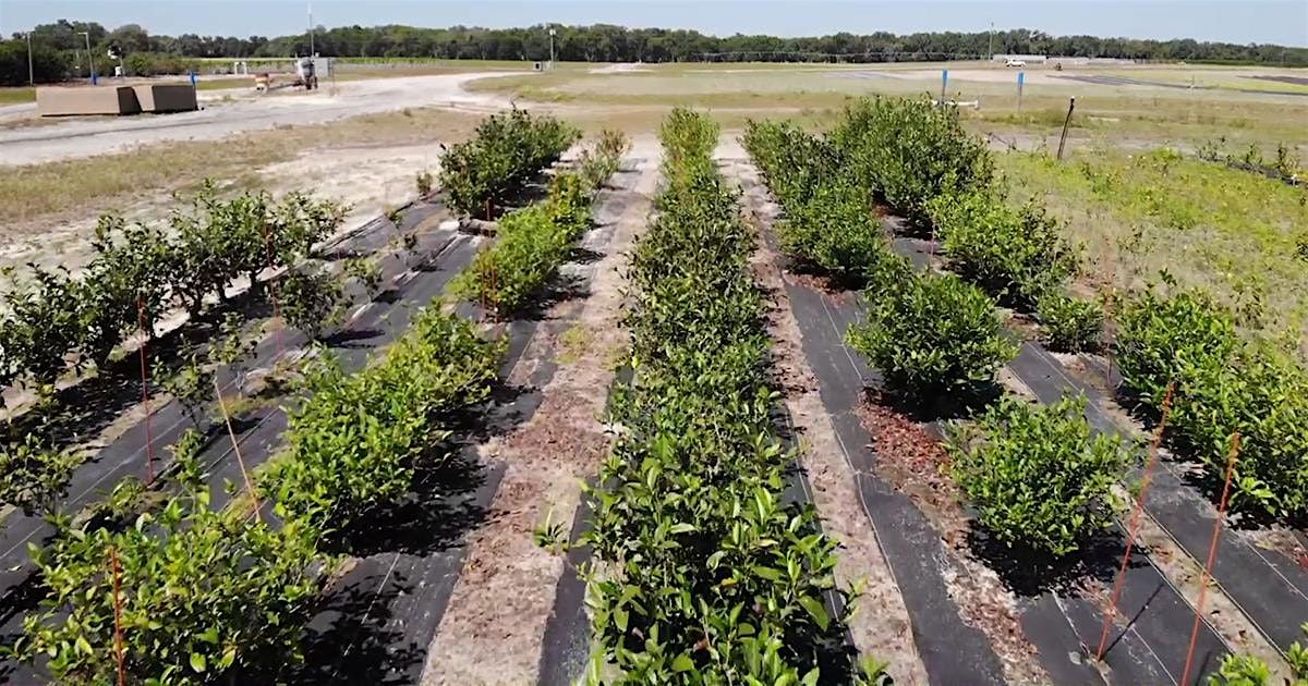 12-17-2025  Tea - Sip, Learn, Cultivate