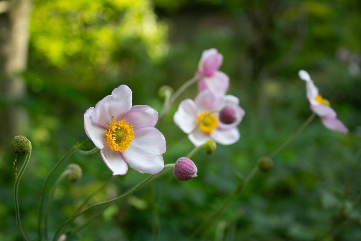 Fall Equinox Forest Bathing \u2014 Sunday, September 21