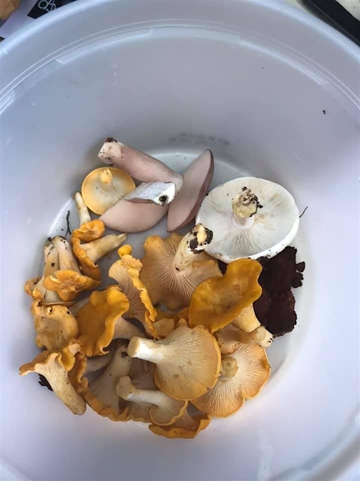 Fall Forest Treasures: Fungi & Nut Foraging Expedition