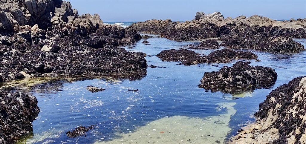 LO Central Coast | Tidepooling at Spyglass Beach