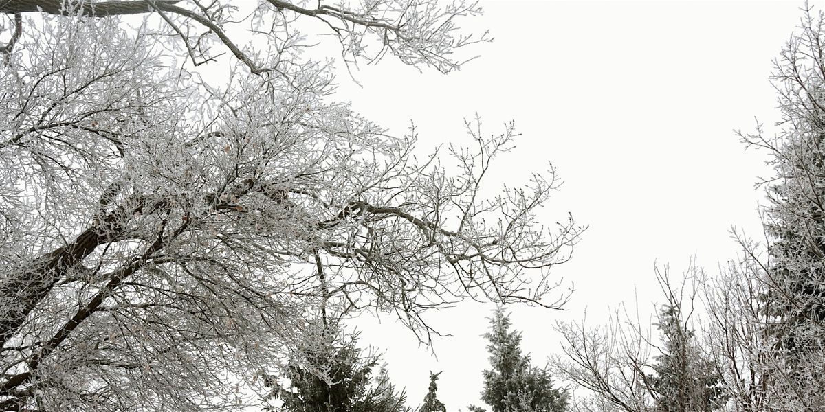 Trees in Winter (Adults 18+)