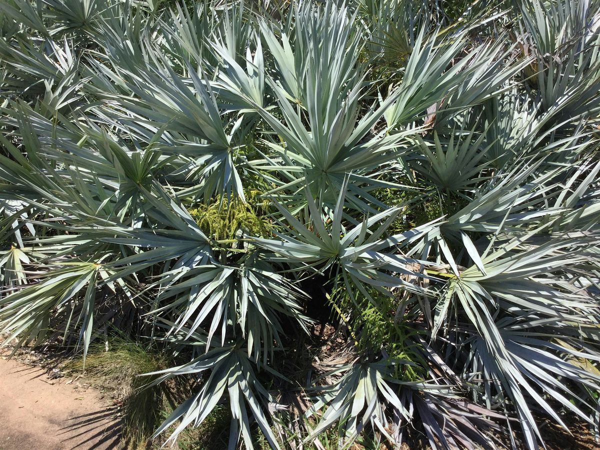 Native Plants for Your Central Florida Yard