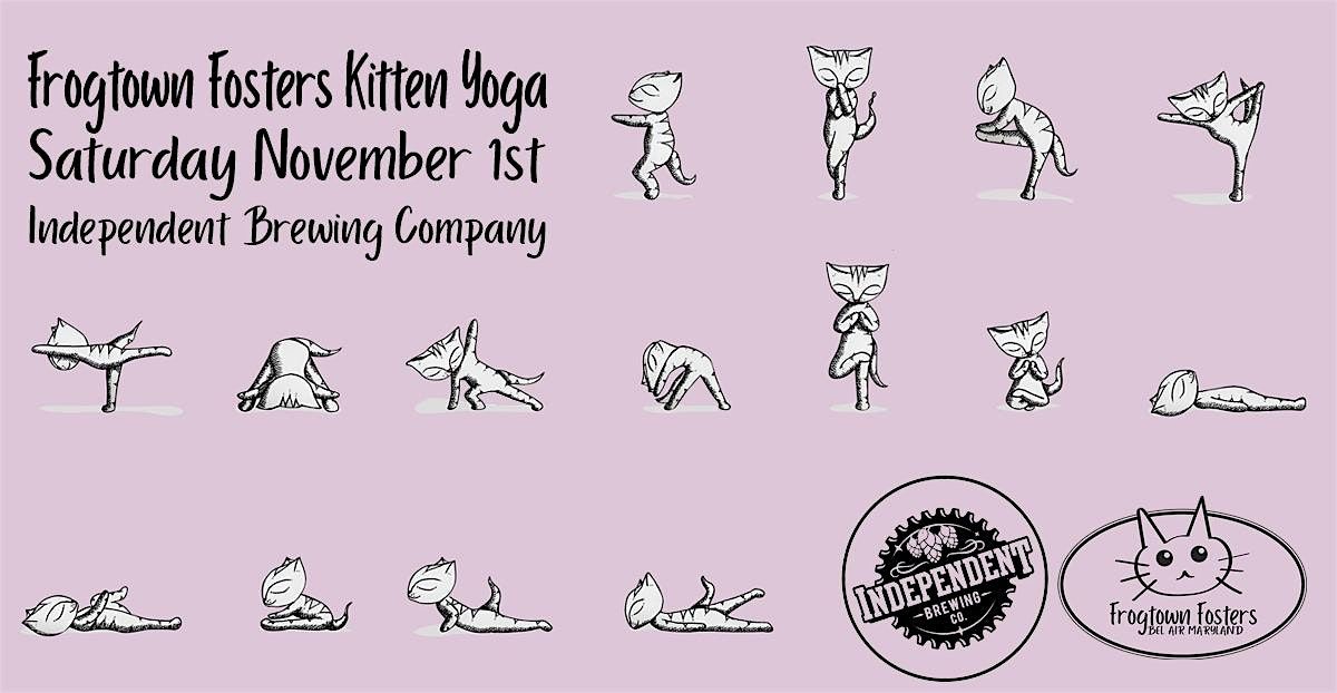 Frogtown Fosters Kitten Yoga at Independent Brewing in Bel Air