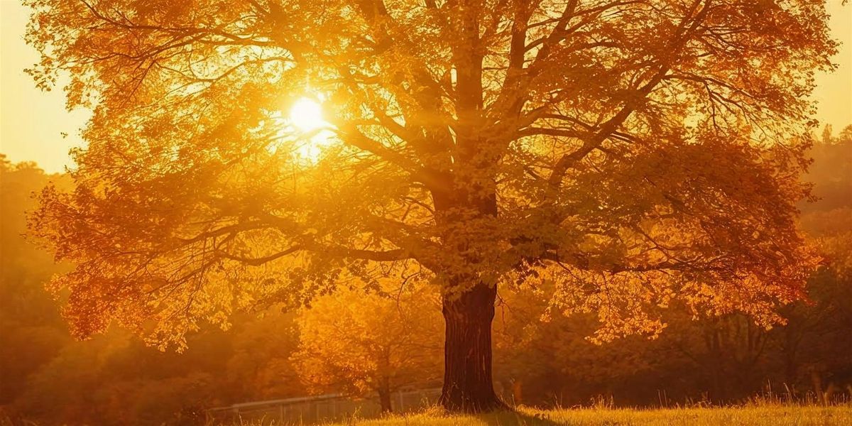 Sacred Woman Collective Sunset Circle with Melissa Potter