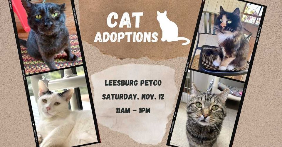 Cat and Kitten Adoption Event Petco Leesburg Petco (Leesburg) November 12, 2022