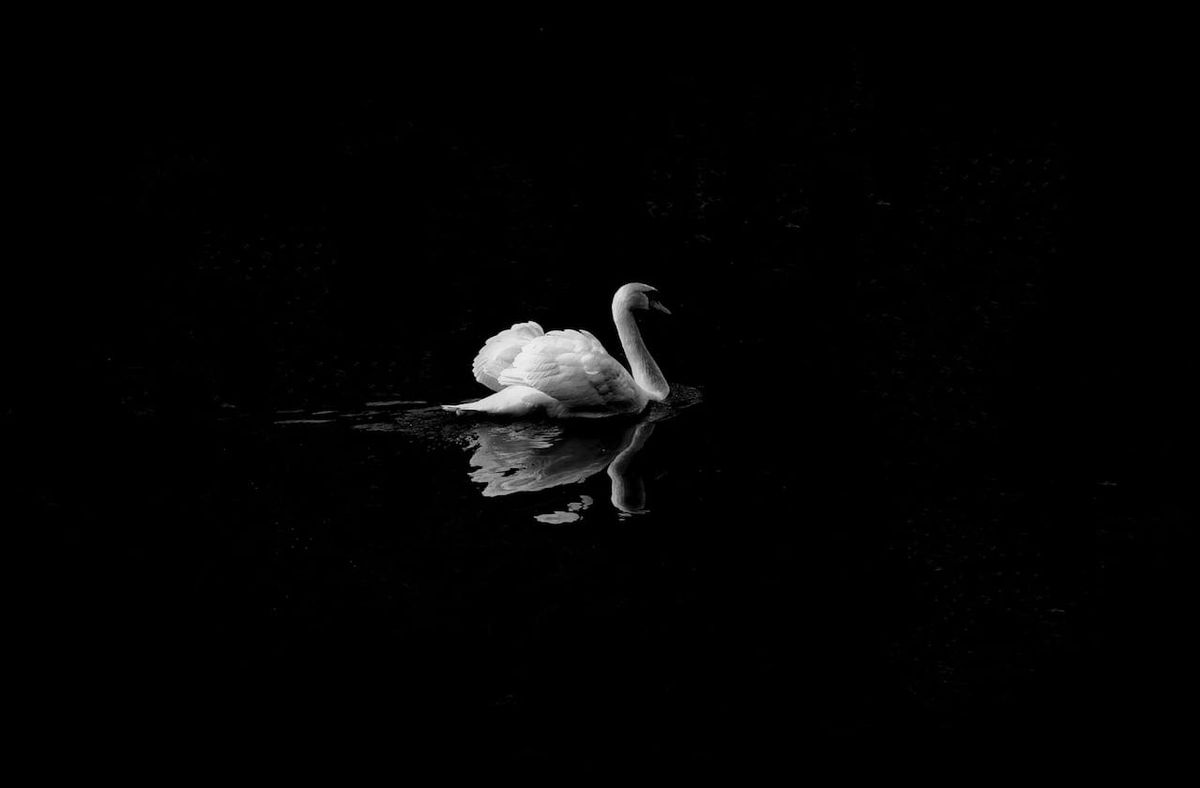 Detroit Symphony Orchestra - Tchaikovskys Swan Lake and Other Tales at Max M. and Marjorie S. Fisher Music Center - Orchestra Hall