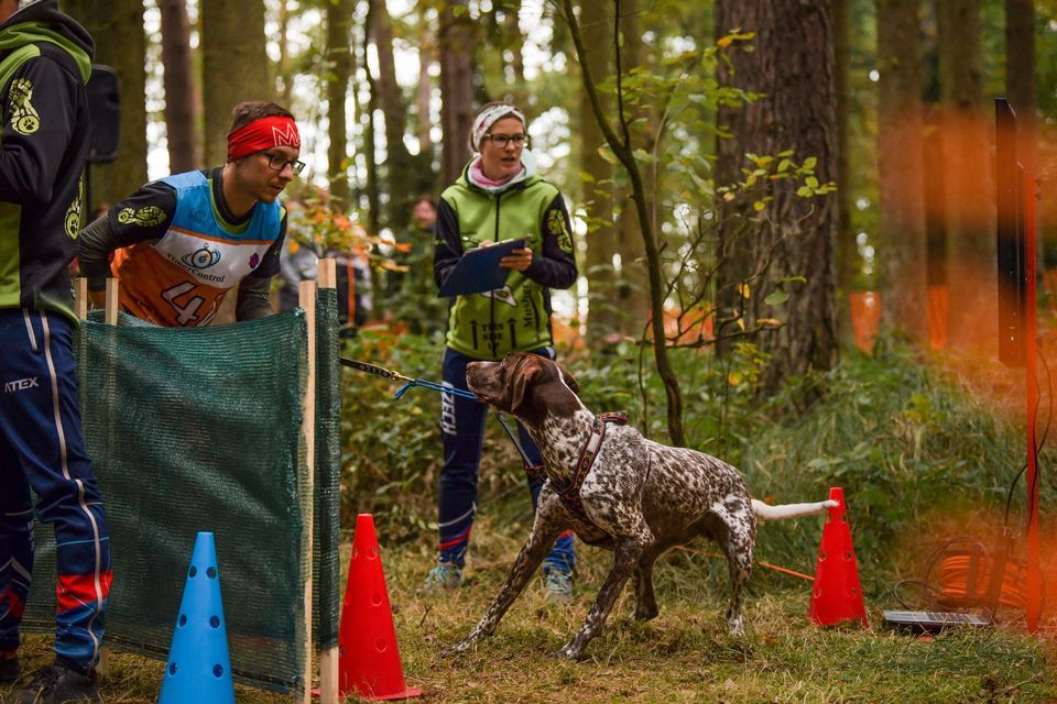 Jiho\u010desk\u00fd canicross VI. 2022 - K\u0159ivonoska